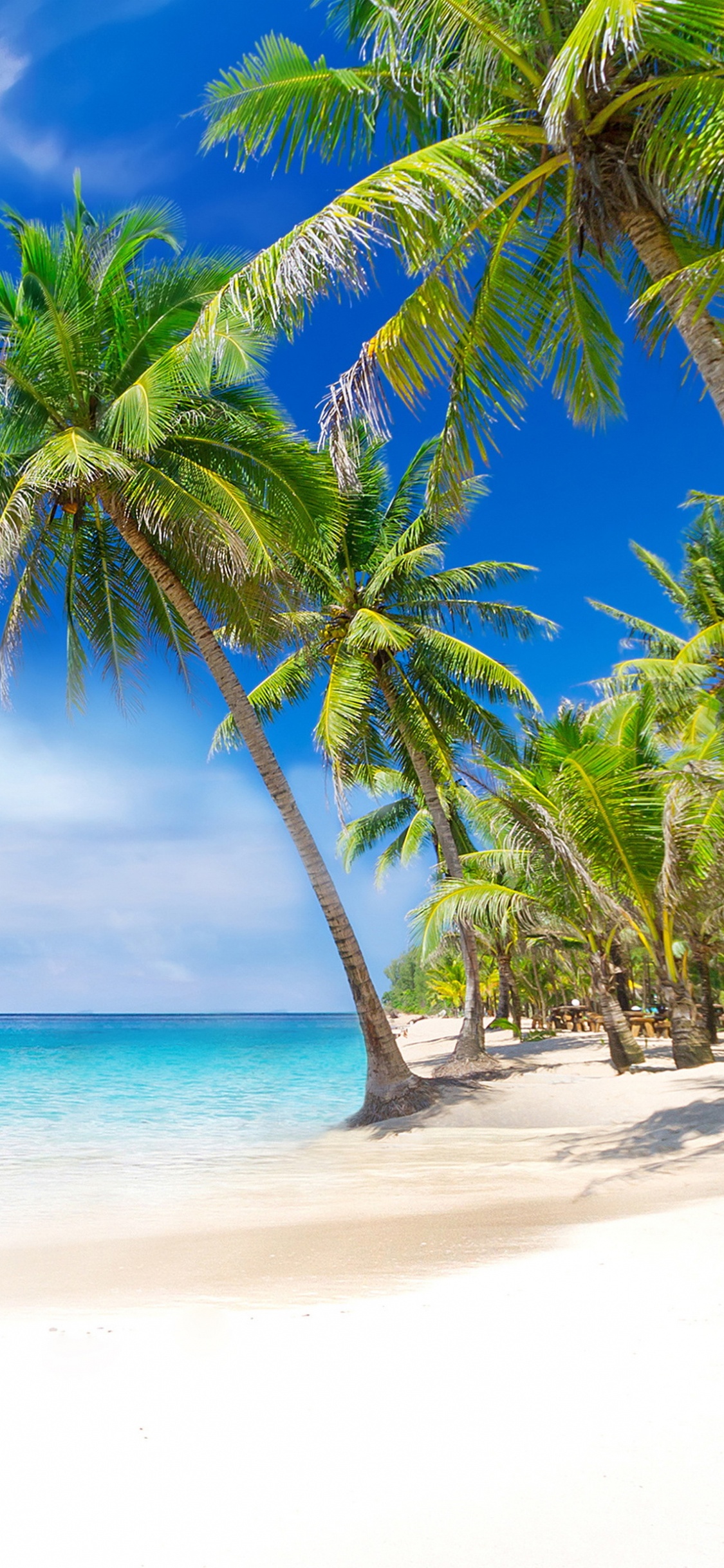 Green Palm Tree on Beach During Daytime. Wallpaper in 1125x2436 Resolution