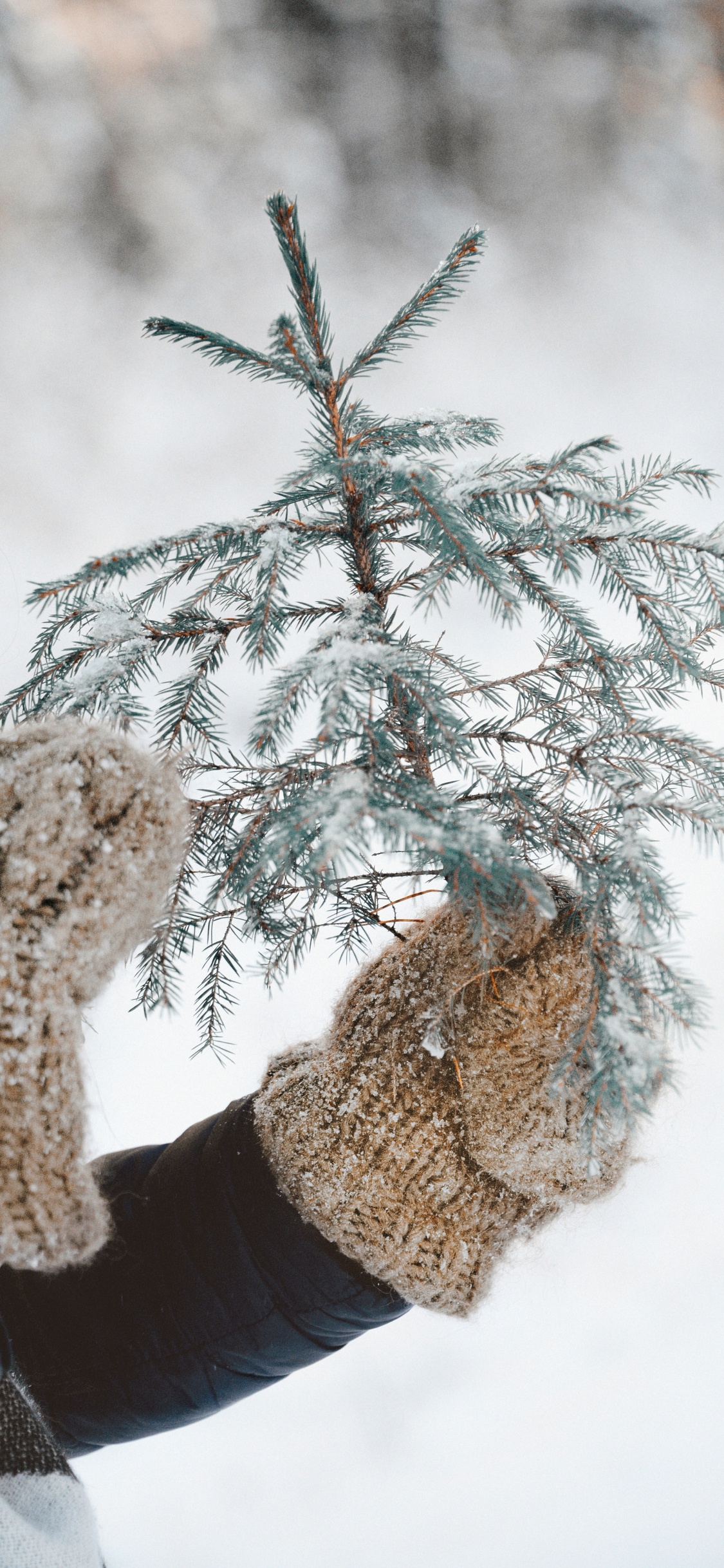 Congelación, Ramita, Nieve, Invierno, Sucursal. Wallpaper in 1125x2436 Resolution