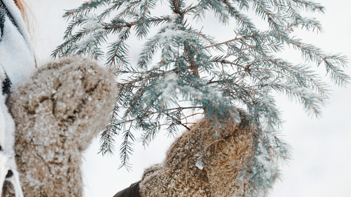 Congélation, Rameau, Neige, Hiver, Famille Des Pins. Wallpaper in 1366x768 Resolution