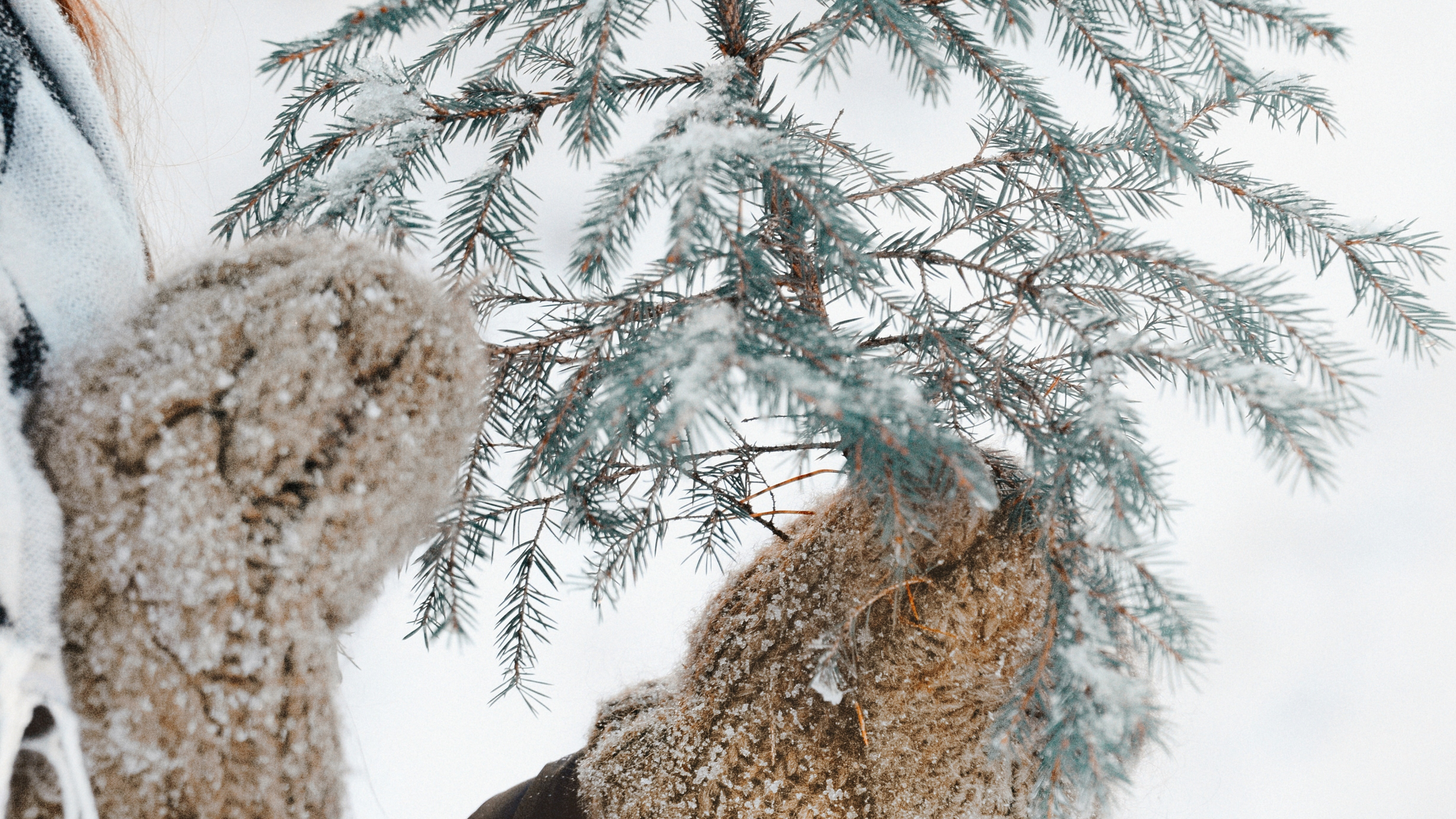 Congélation, Rameau, Neige, Hiver, Famille Des Pins. Wallpaper in 3840x2160 Resolution