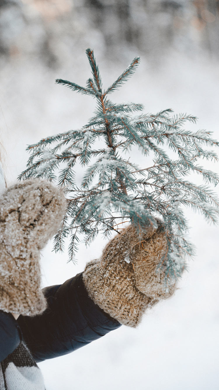 Einfrieren, Zweig, Schnee, Baum, Winter. Wallpaper in 750x1334 Resolution