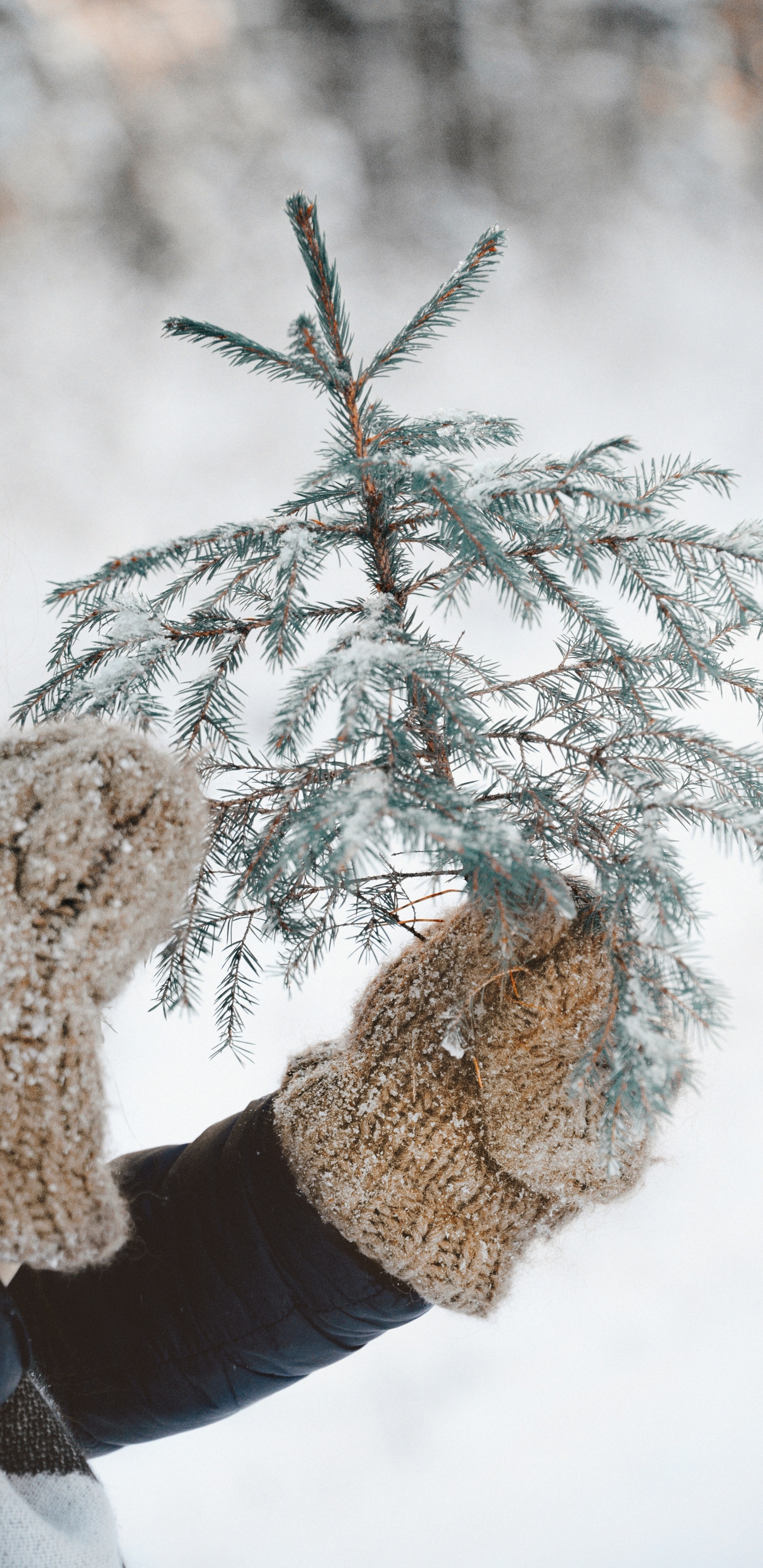 Freezing, Twig, Snow, Tree, Plant. Wallpaper in 1440x2960 Resolution