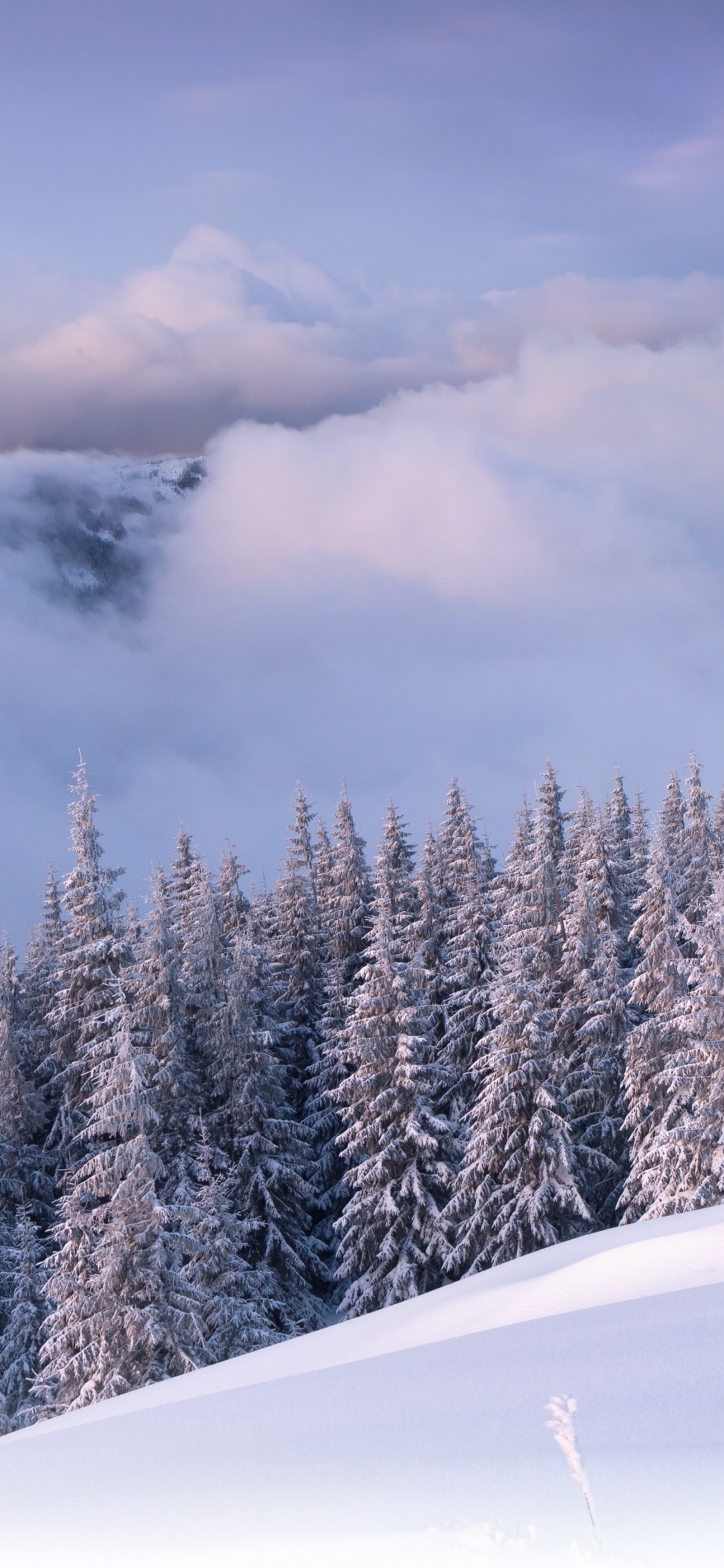 Schneebedeckte Kiefern Unter Bewölktem Himmel Tagsüber. Wallpaper in 1125x2436 Resolution