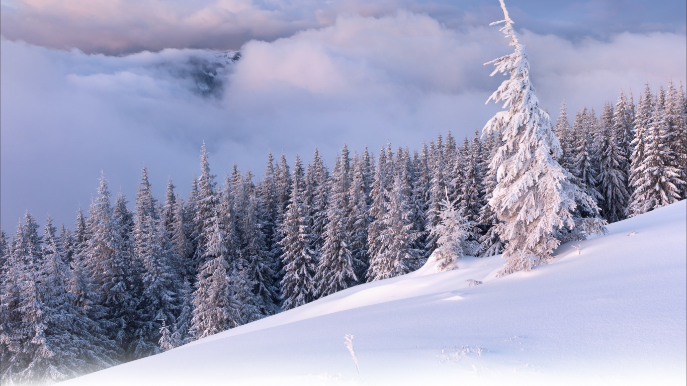 Schneebedeckte Kiefern Unter Bewölktem Himmel Tagsüber. Wallpaper in 1366x768 Resolution