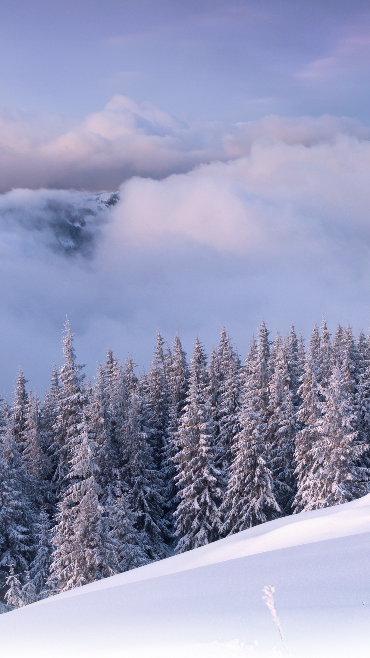 Schneebedeckte Kiefern Unter Bewölktem Himmel Tagsüber. Wallpaper in 1440x2560 Resolution