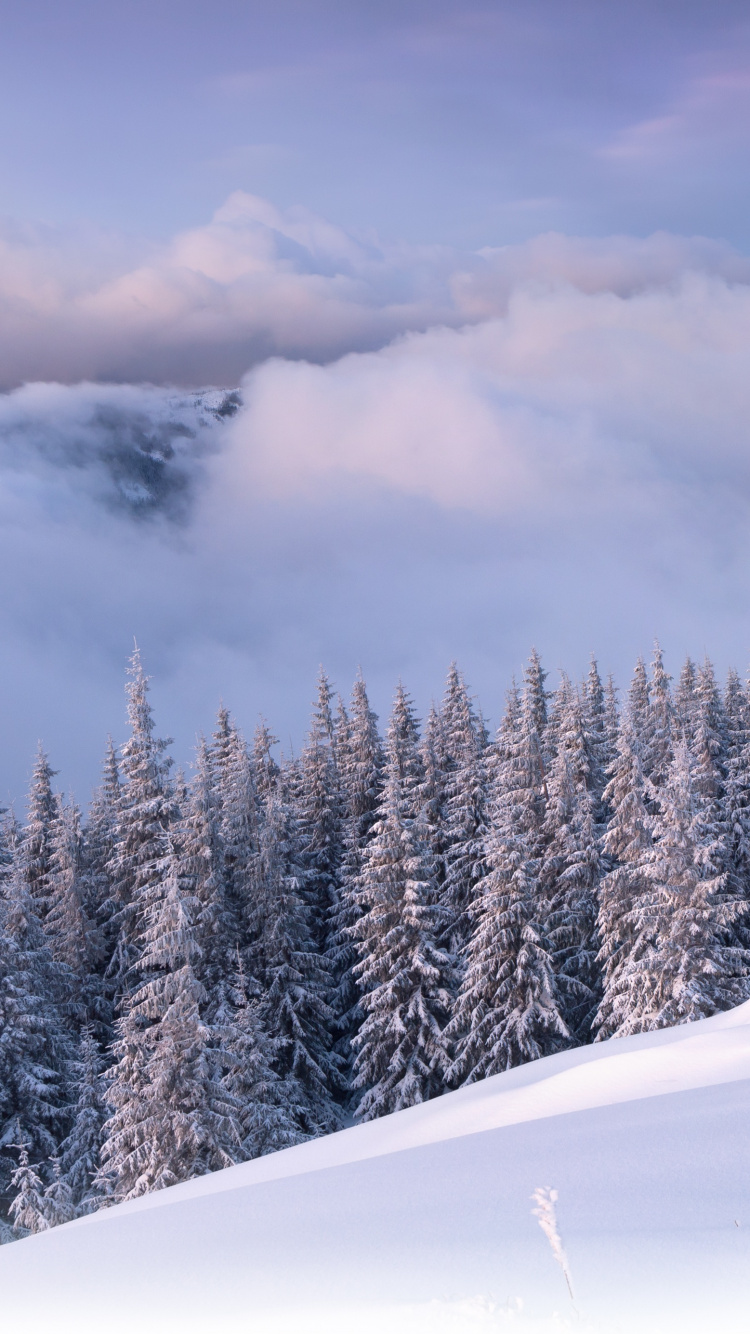 Schneebedeckte Kiefern Unter Bewölktem Himmel Tagsüber. Wallpaper in 750x1334 Resolution