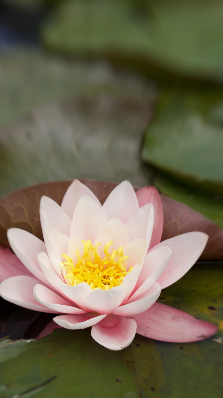 Flora, Flower, Plant, Petal, Terrestrial Plant. Wallpaper in 750x1334 Resolution