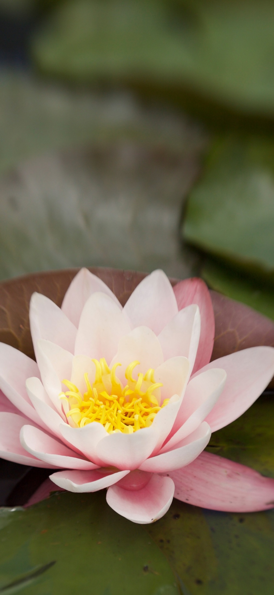 Flora, Pétalo, Planta Terrestre, Lotus, Agua. Wallpaper in 1125x2436 Resolution