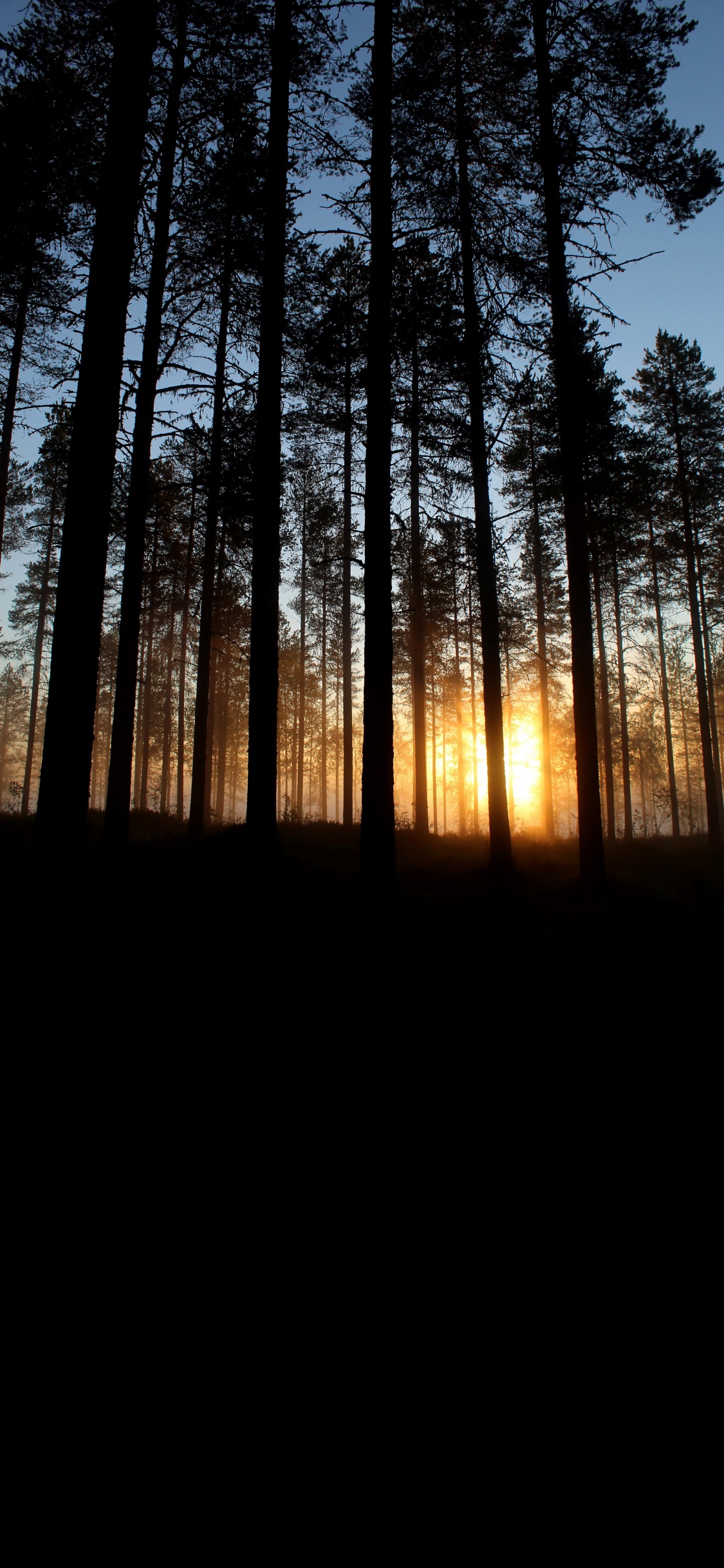 Forest, Tree, Atmosphere, Ecoregion, Plant. Wallpaper in 1125x2436 Resolution