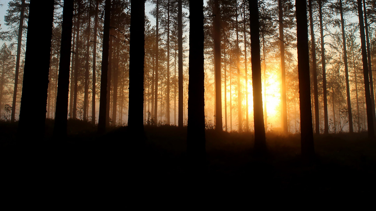 Forest, Tree, Atmosphere, Ecoregion, Plant. Wallpaper in 1280x720 Resolution