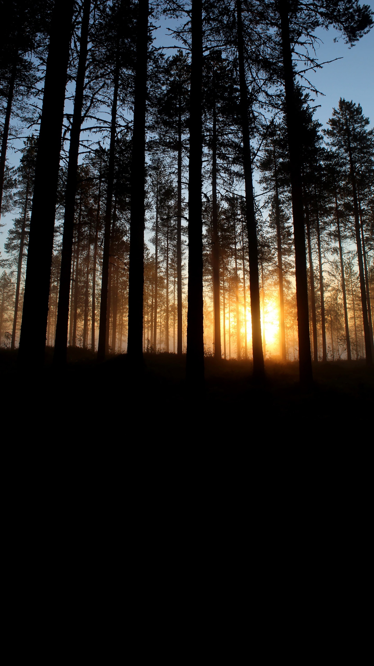 Forest, Tree, Atmosphere, Ecoregion, Plant. Wallpaper in 1440x2560 Resolution