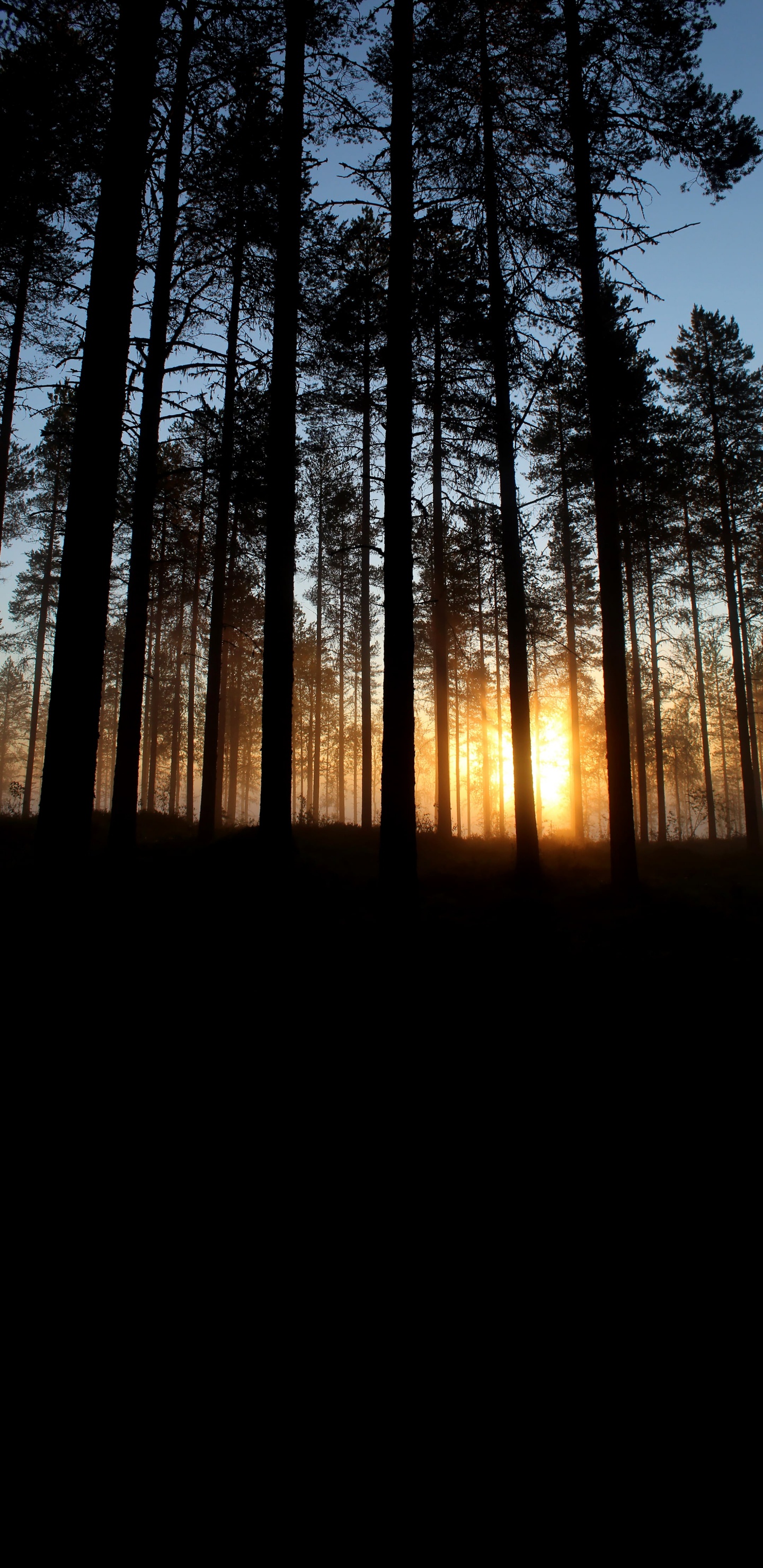 Forest, Tree, Atmosphere, Ecoregion, Plant. Wallpaper in 1440x2960 Resolution