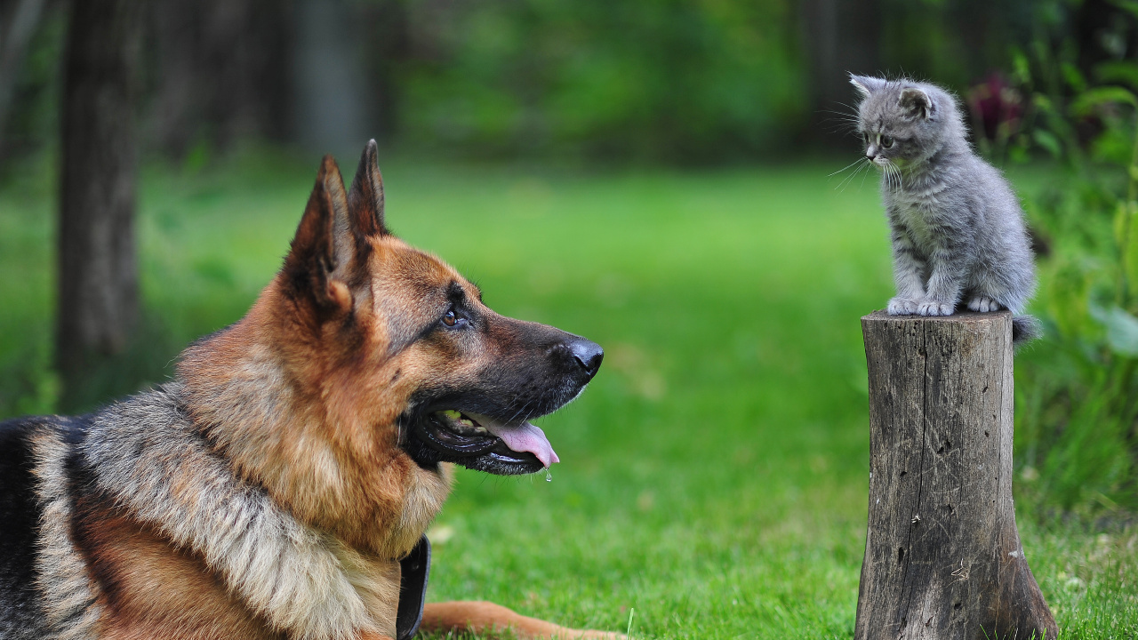 Brown and Black German Shepherd Puppy on Green Grass Field During Daytime. Wallpaper in 1280x720 Resolution