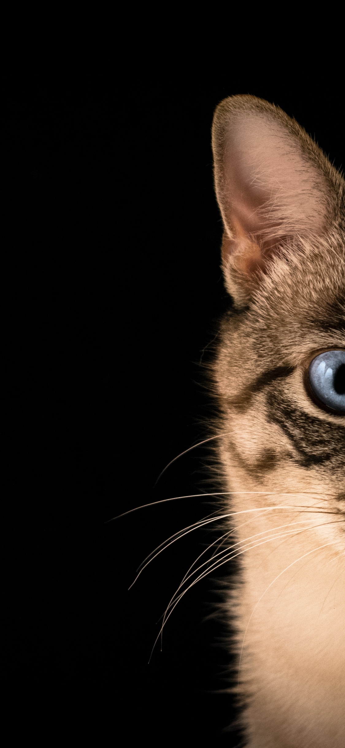 猫科, 小猫, 中小型猫, 窗口, 胡须 壁纸 1125x2436 允许