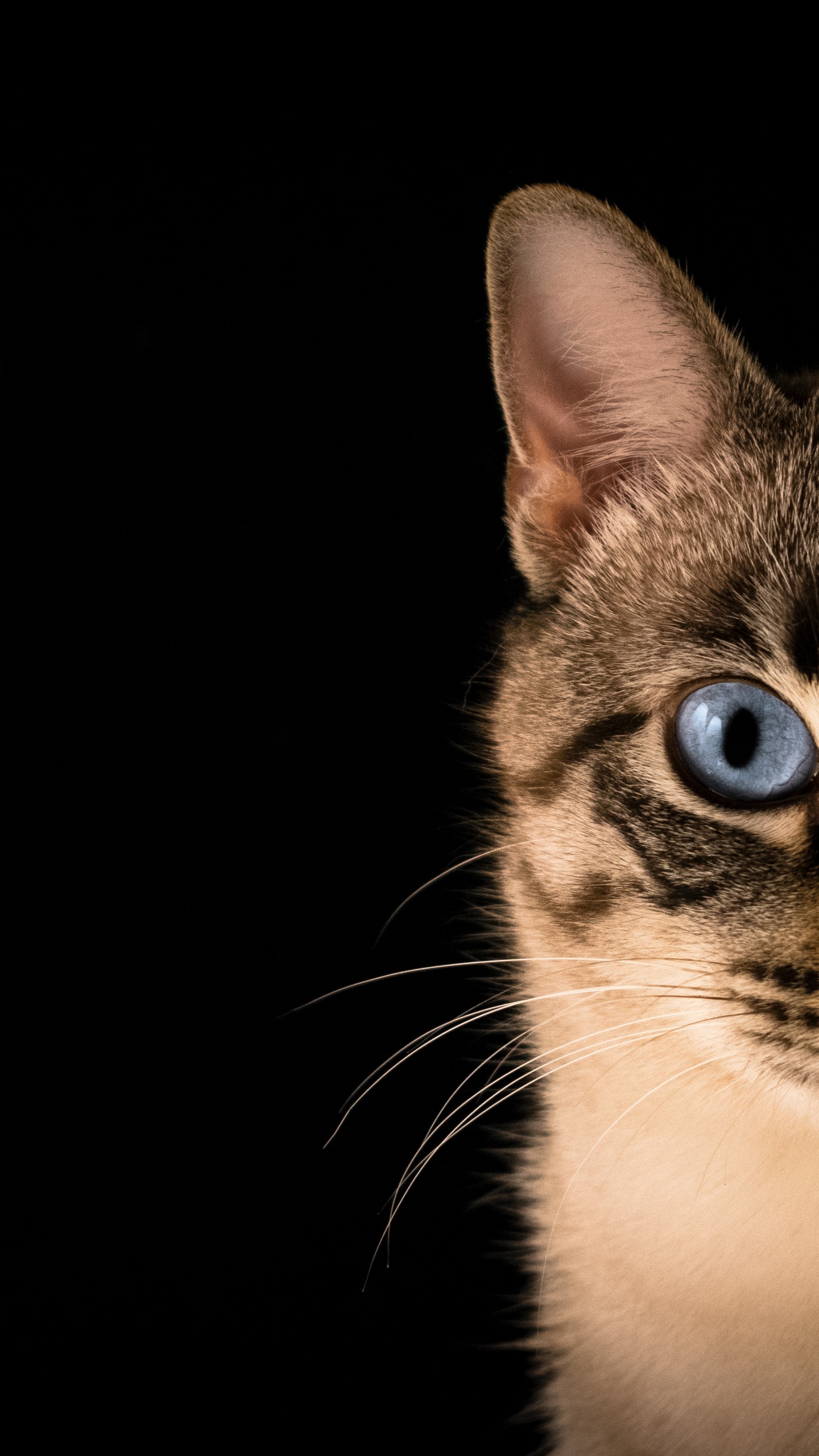 猫科, 小猫, 中小型猫, 窗口, 胡须 壁纸 1440x2560 允许