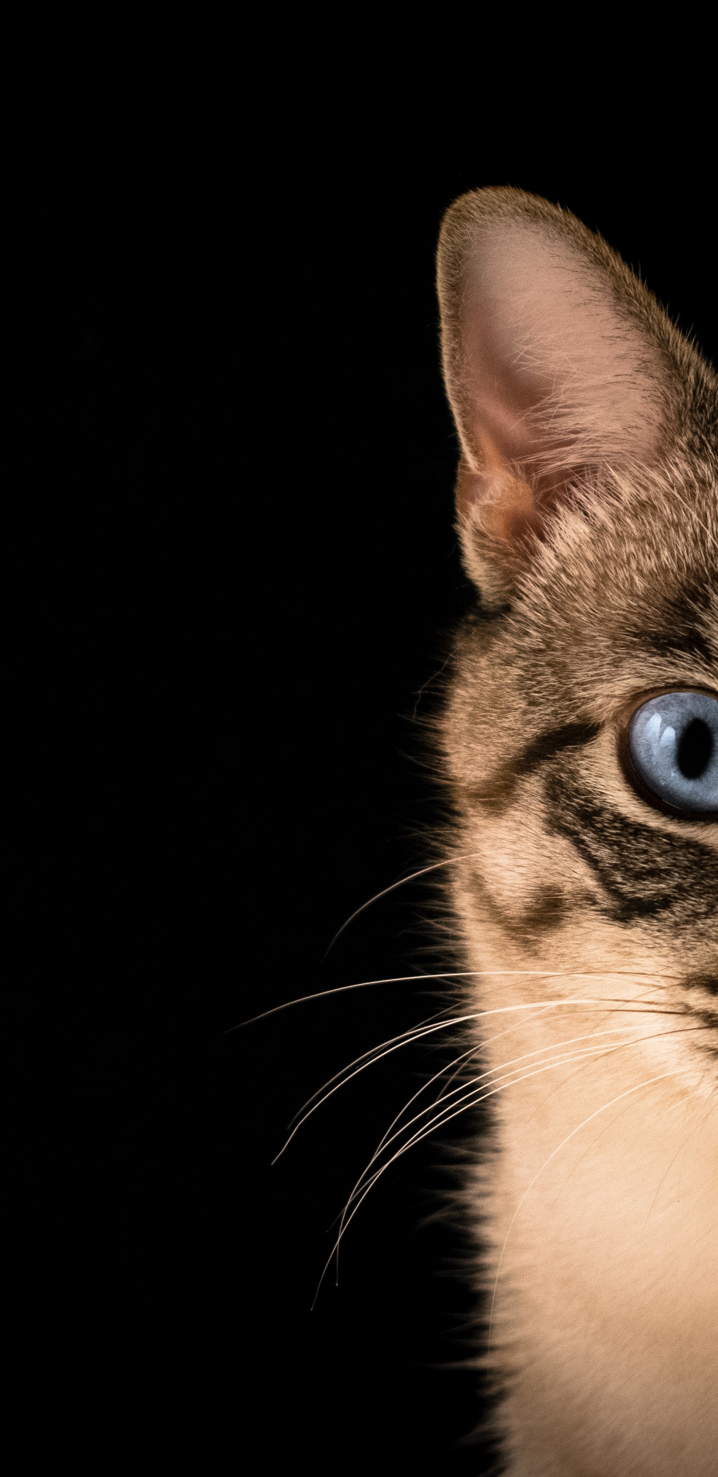 猫科, 小猫, 中小型猫, 窗口, 胡须 壁纸 1440x2960 允许