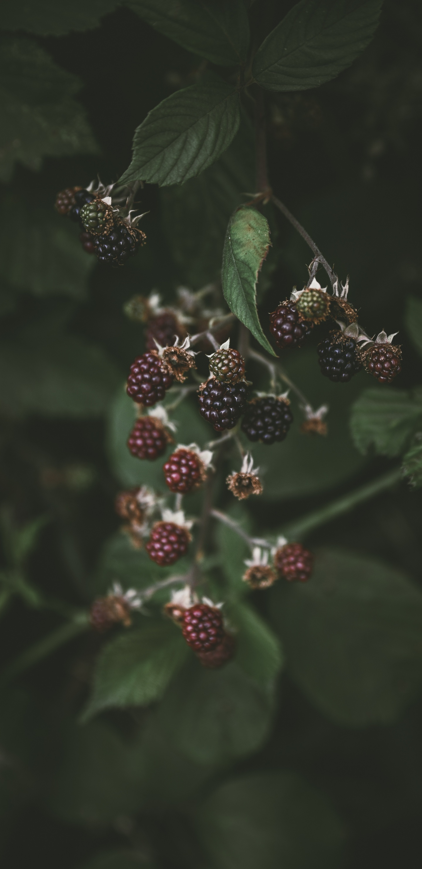 Fábrica, la Floración de la Planta, Smartphone, Moras, Rubus. Wallpaper in 1440x2960 Resolution