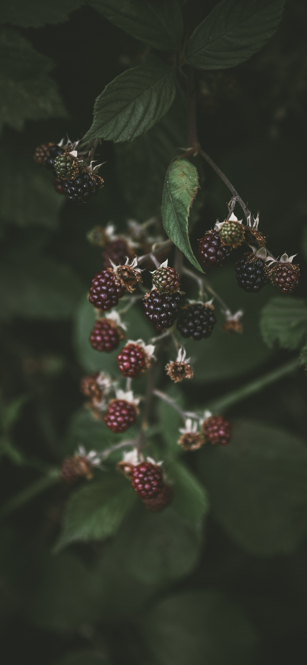 Fabrik, Berry, Blühende Pflanze, Smartphone, Brombeeren. Wallpaper in 1242x2688 Resolution