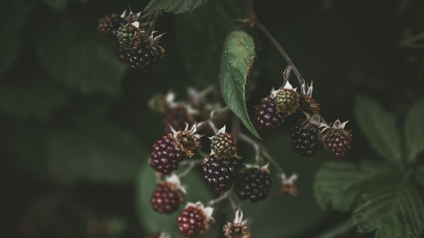 Fabrik, Berry, Blühende Pflanze, Smartphone, Brombeeren. Wallpaper in 1366x768 Resolution