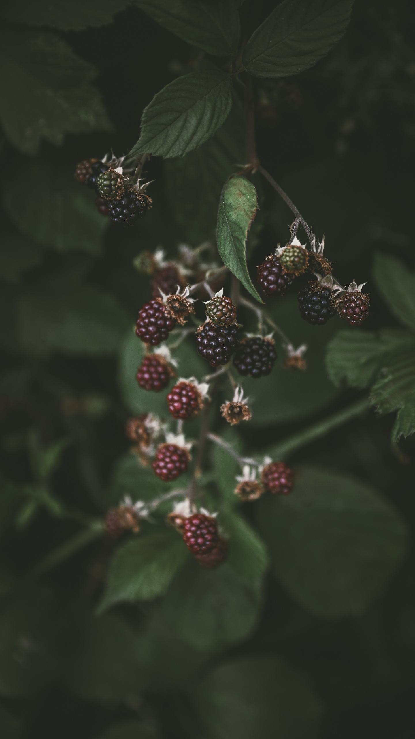 Factory, Flower, Berry, Flowering Plant, Smartphone. Wallpaper in 1440x2560 Resolution