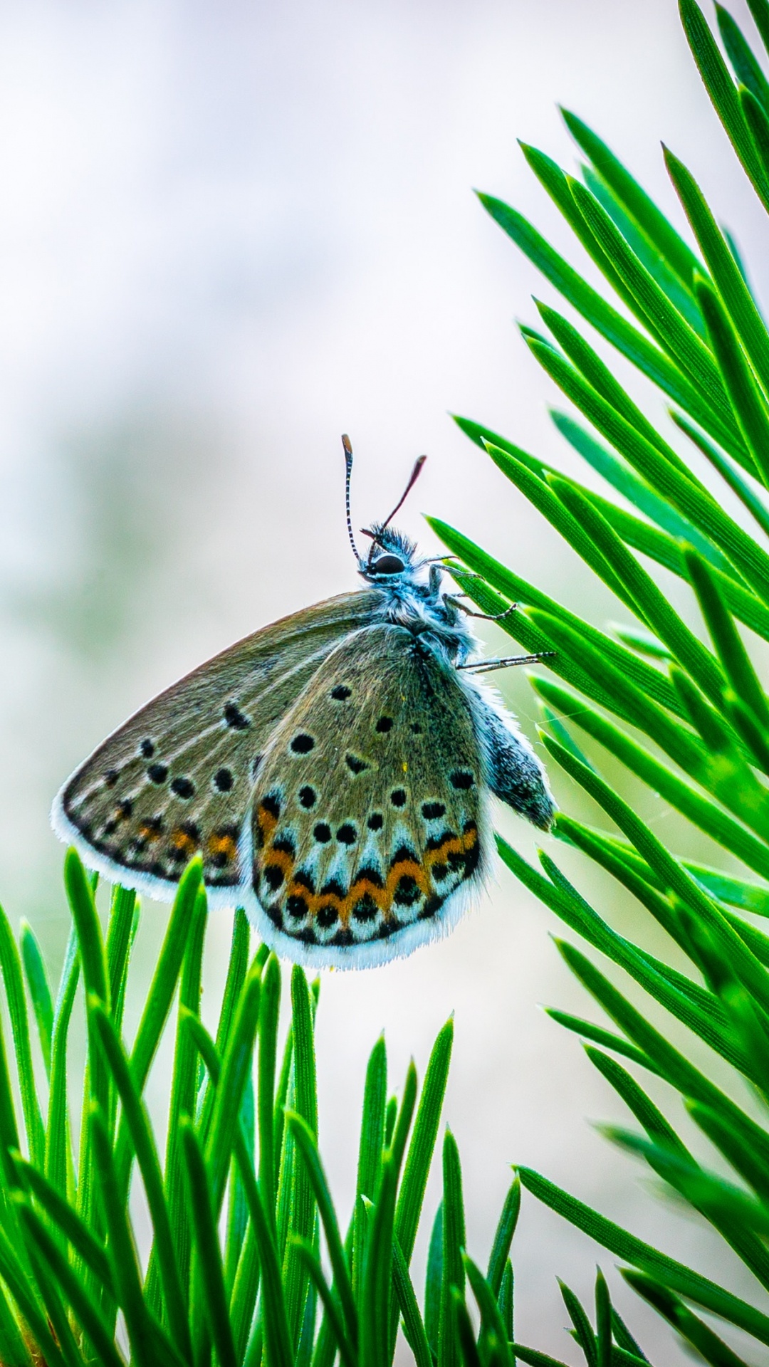 Insect, Butterfly, Moths and Butterflies, Green, Invertebrate. Wallpaper in 1080x1920 Resolution