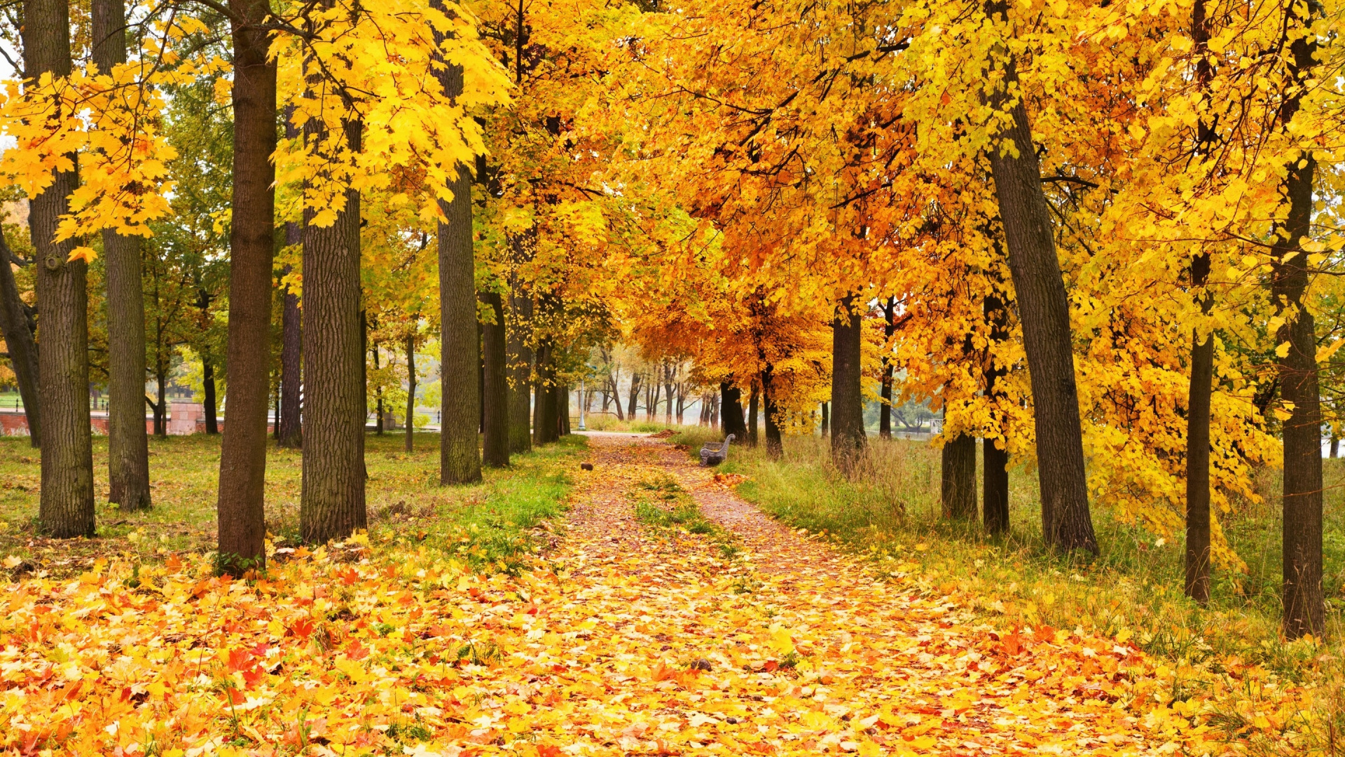 Brown Leaves on The Ground. Wallpaper in 1920x1080 Resolution