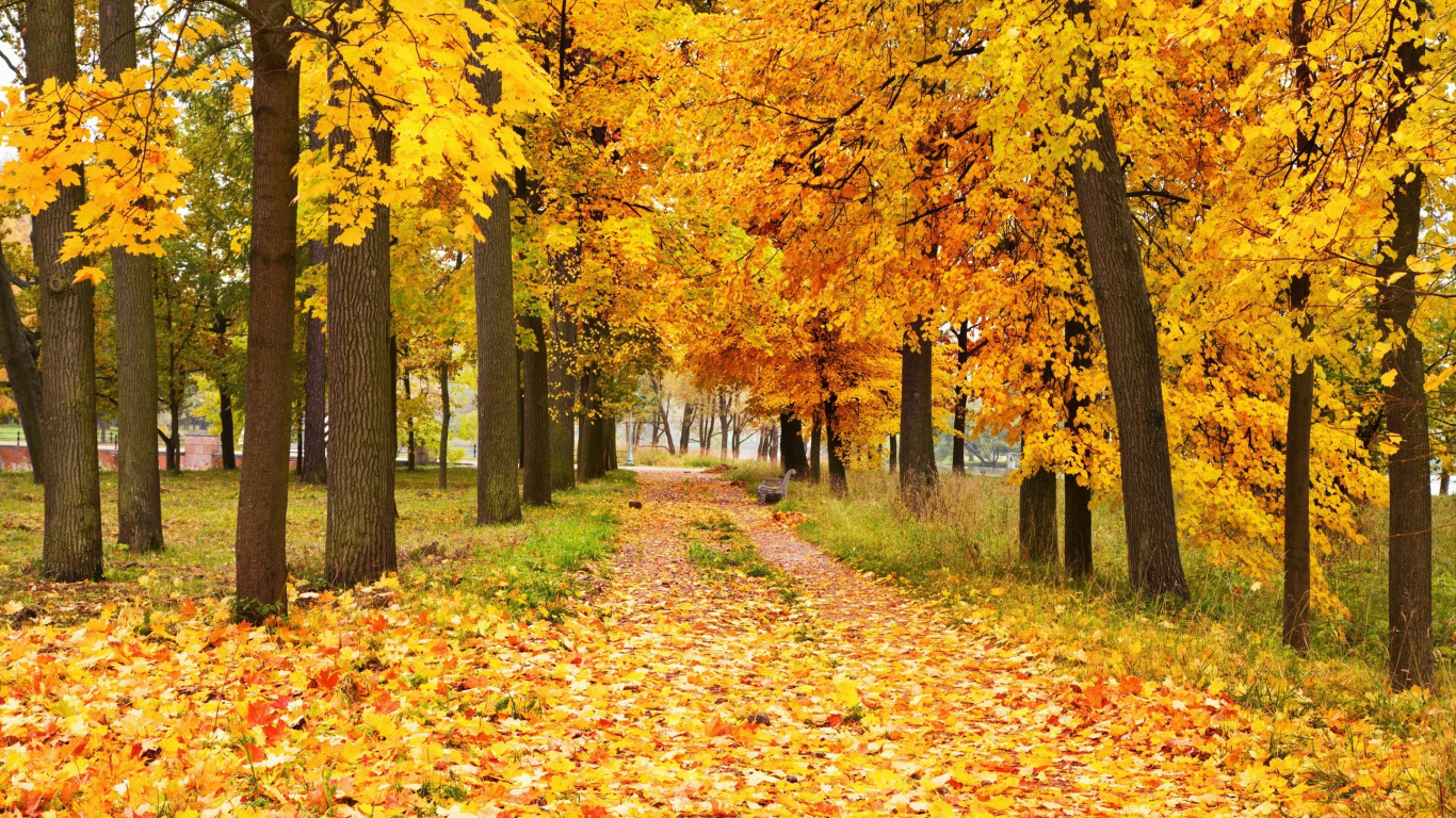 Feuilles Brunes au Sol. Wallpaper in 1366x768 Resolution