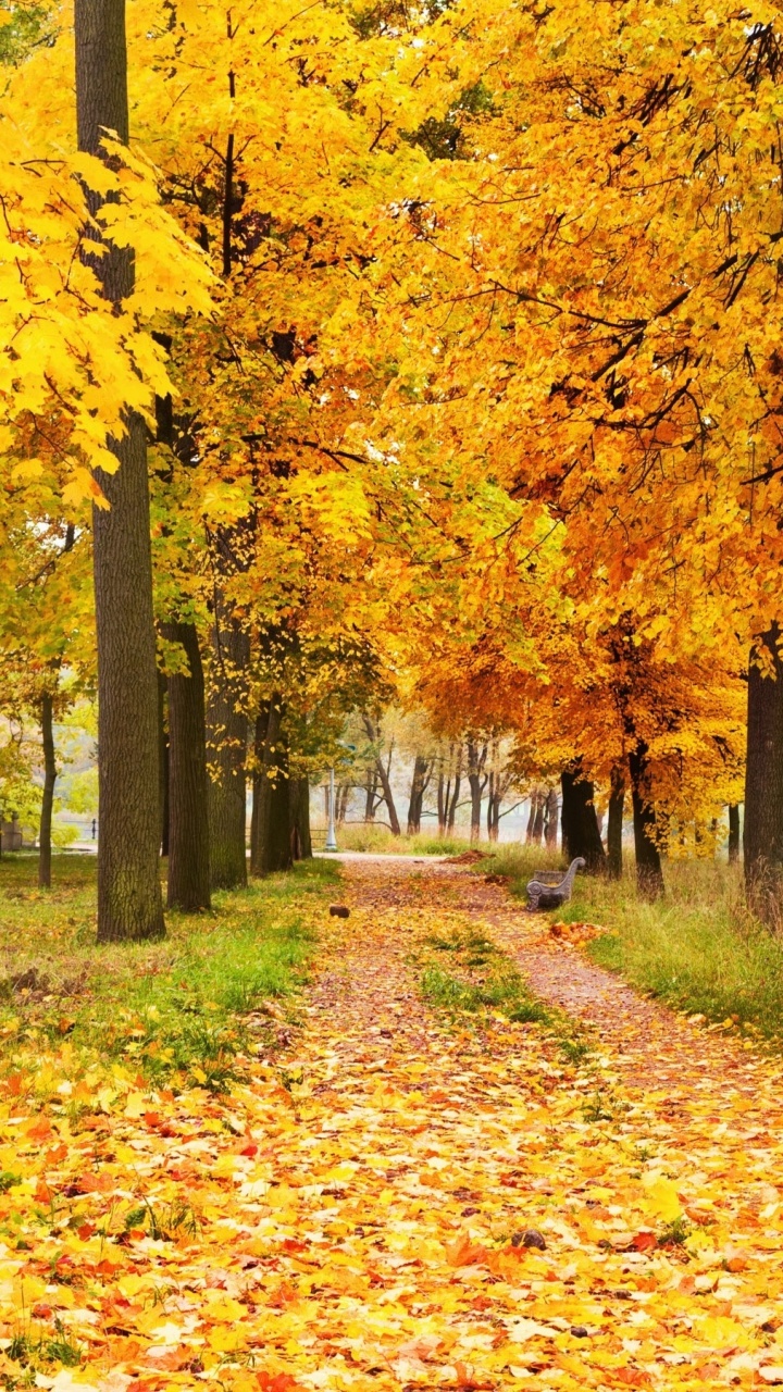 Feuilles Brunes au Sol. Wallpaper in 720x1280 Resolution