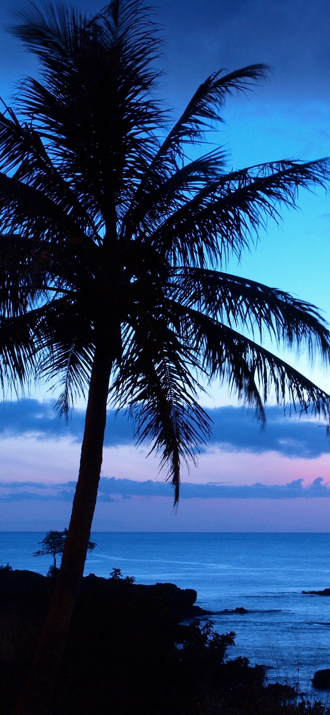 Palmera Cerca Del Cuerpo de Agua Durante la Puesta de Sol. Wallpaper in 1125x2436 Resolution