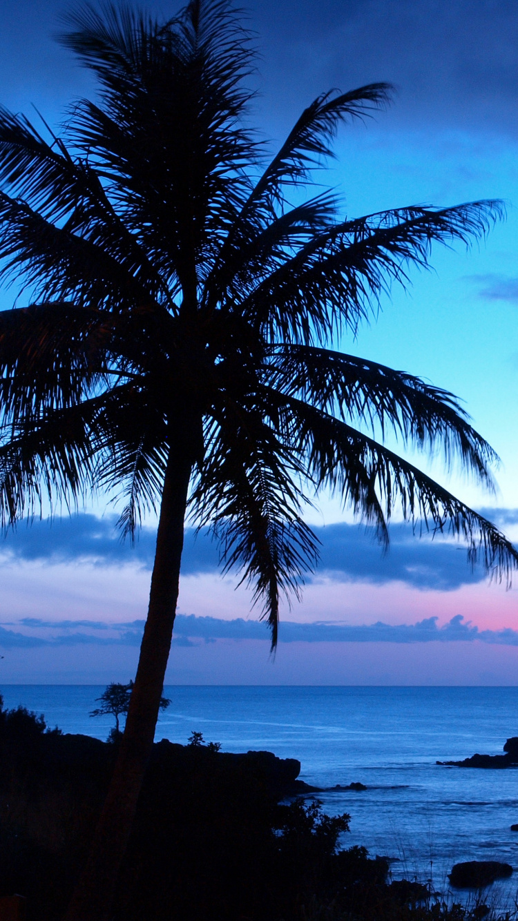 Palm Tree Near Body of Water During Sunset. Wallpaper in 750x1334 Resolution