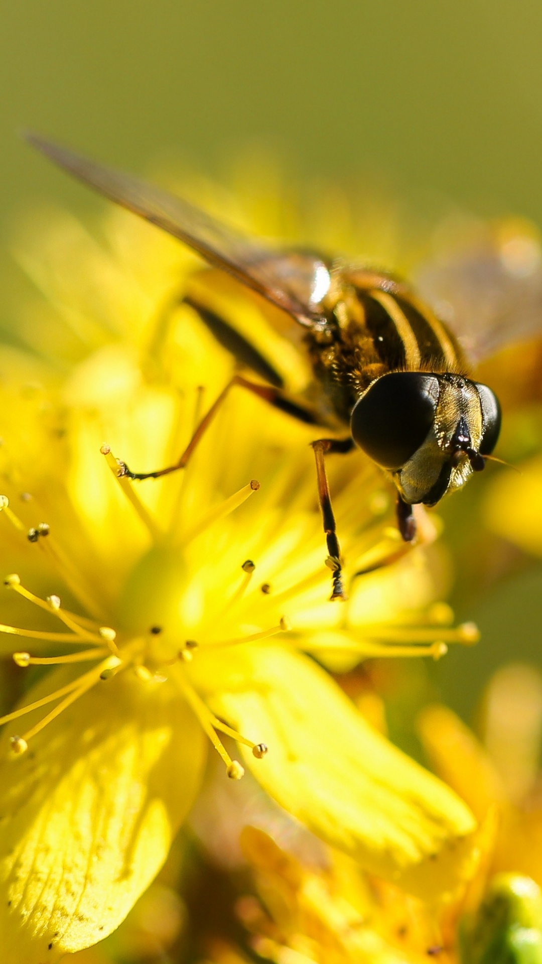 Insect, Bees, Plants, Flower, Pollinator. Wallpaper in 1080x1920 Resolution