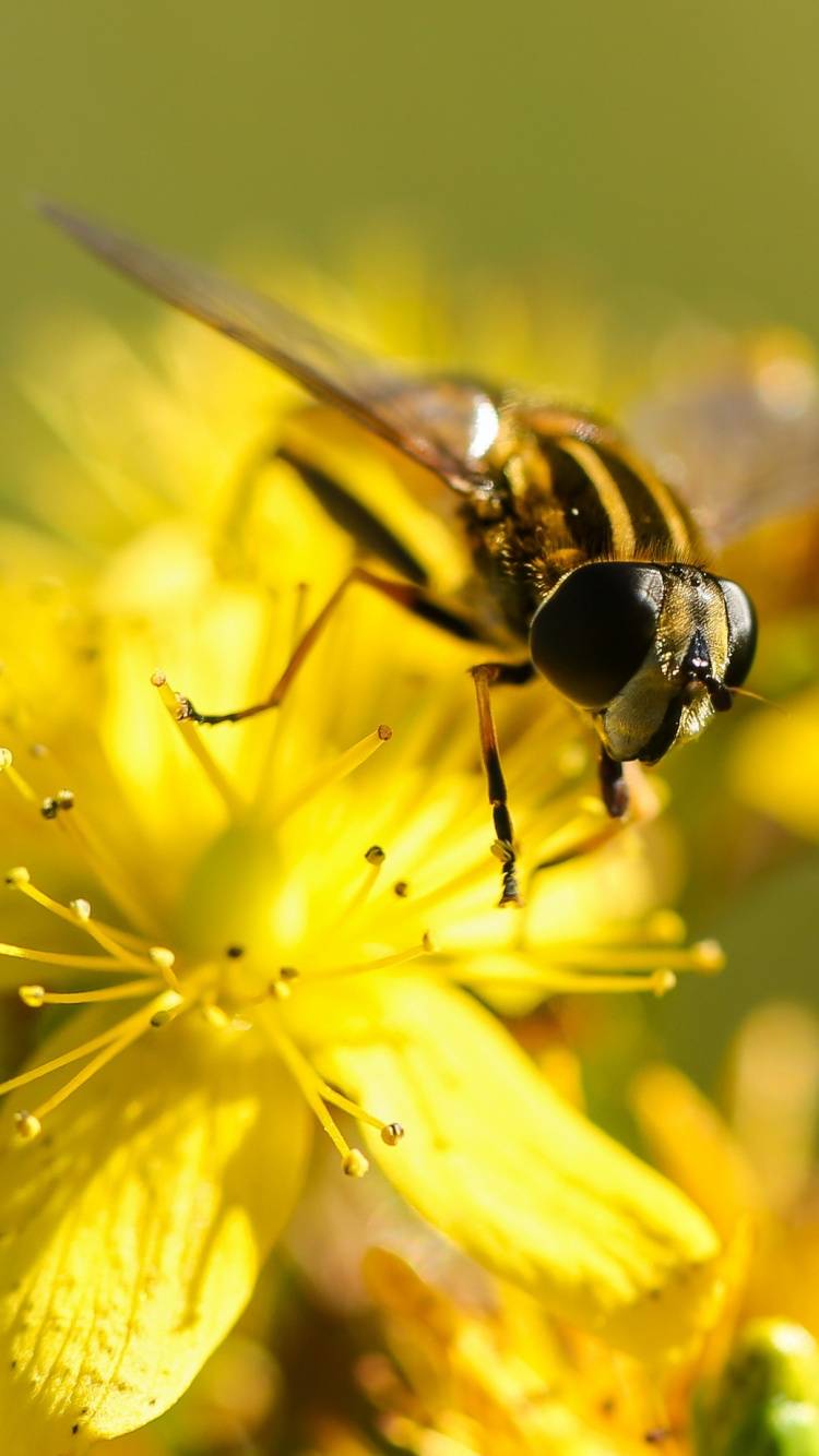 Insect, Bees, Plants, Flower, Pollinator. Wallpaper in 750x1334 Resolution