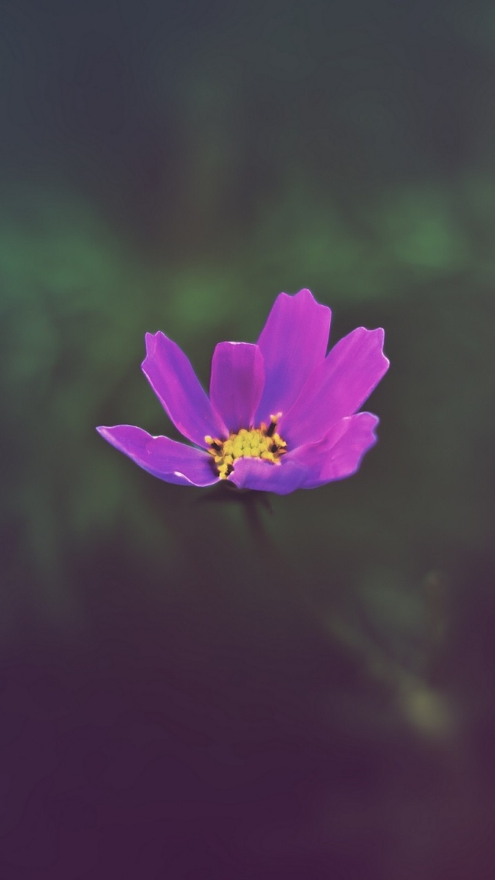 Purple Flower in Tilt Shift Lens. Wallpaper in 720x1280 Resolution