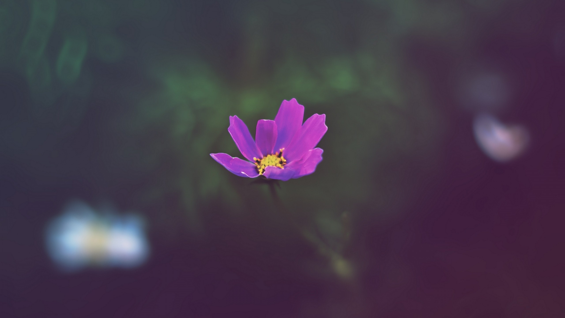 Lila Blume in Tilt-Shift-Linse. Wallpaper in 1920x1080 Resolution