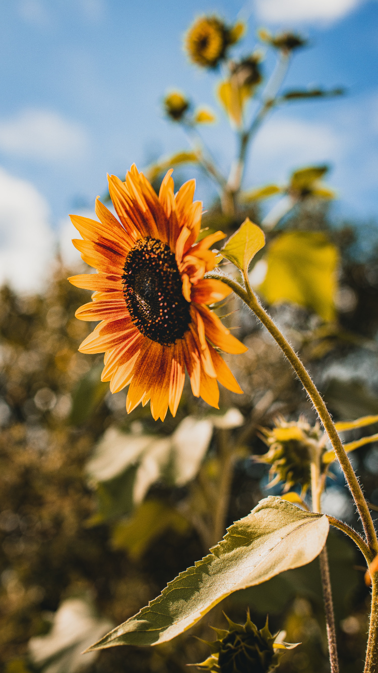 Gelbe Sonnenblume in Tilt-Shift-Linse. Wallpaper in 750x1334 Resolution