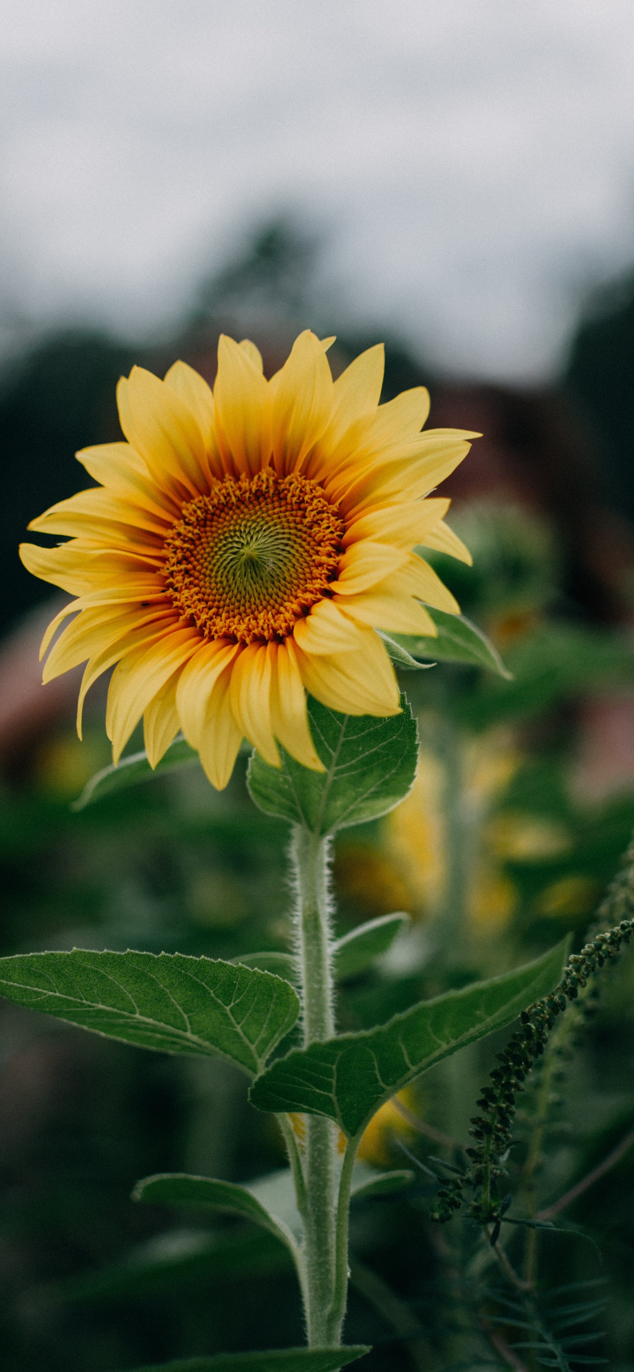 Flower, Plant, Vegetation, Petal, Sunflower. Wallpaper in 1242x2688 Resolution