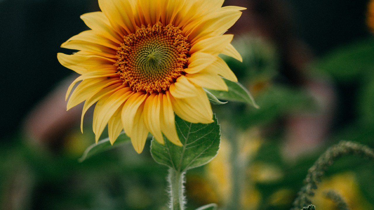 la Vegetación, Pétalo, Girasol, de Cerca, Planta Herbácea. Wallpaper in 1280x720 Resolution