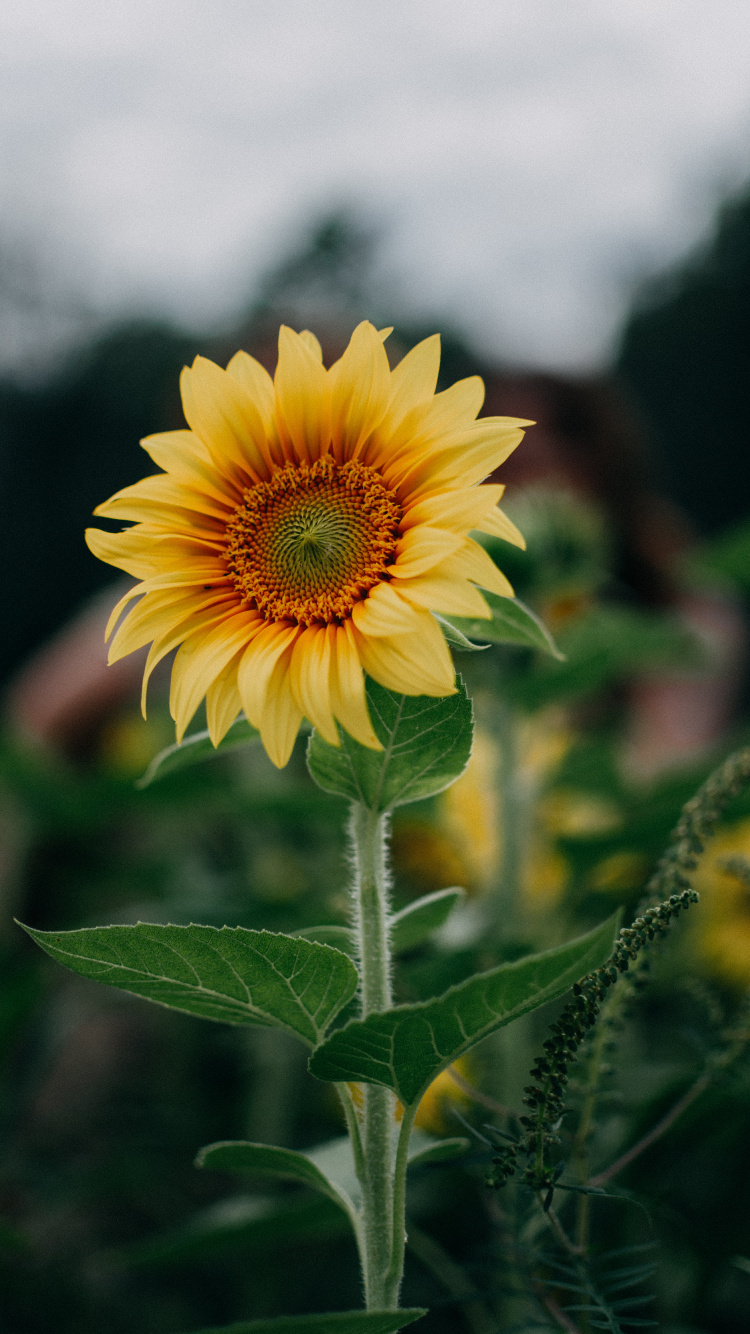 la Vegetación, Pétalo, Girasol, de Cerca, Planta Herbácea. Wallpaper in 750x1334 Resolution