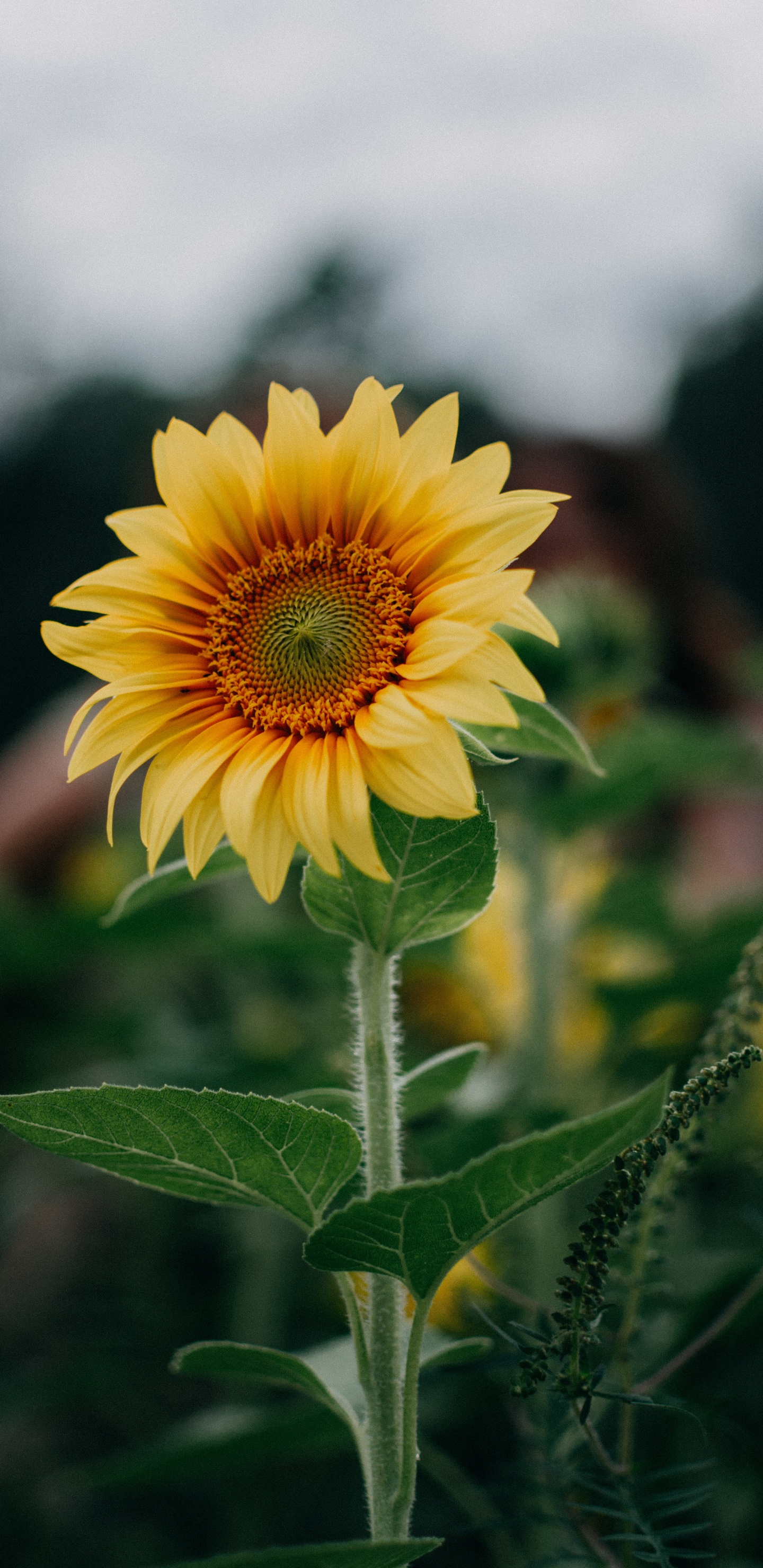 Vegetation, Blütenblatt, Sonnenblume, Gras, Close Up. Wallpaper in 1440x2960 Resolution
