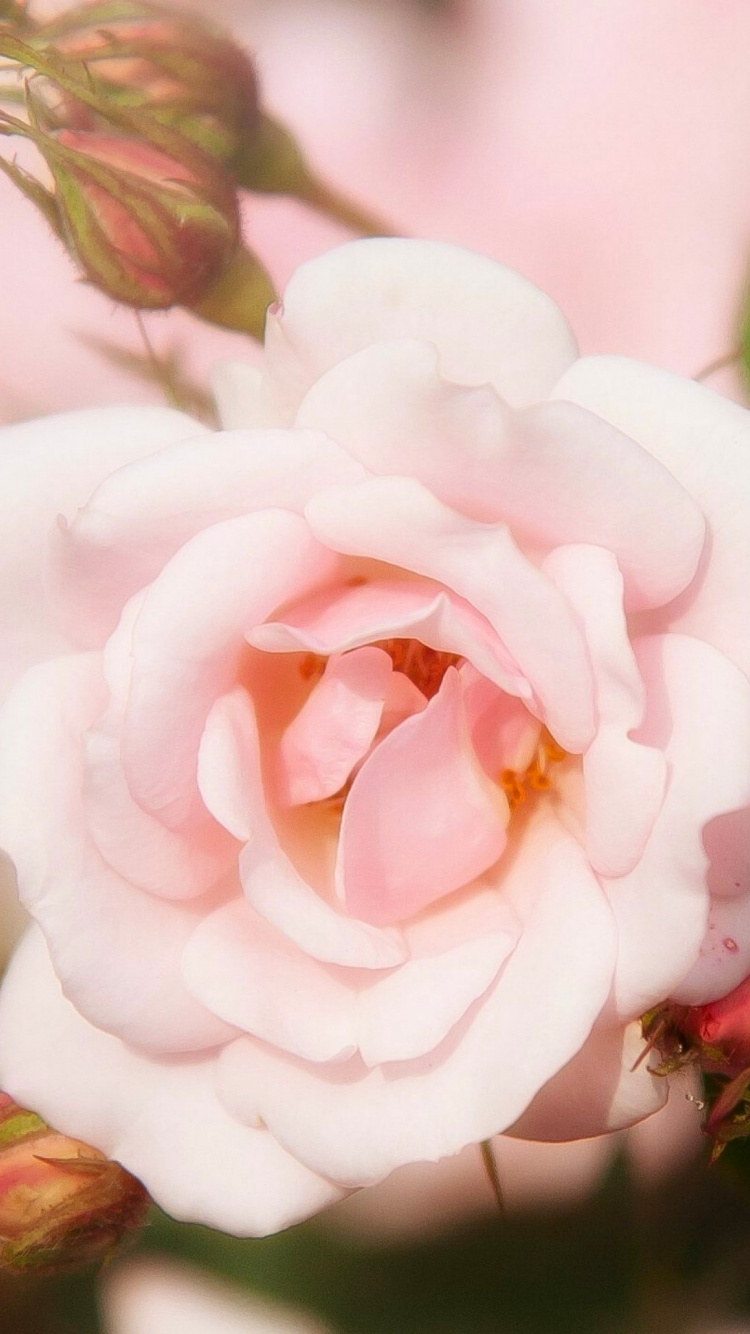 Rosa Rose Blüht Tagsüber. Wallpaper in 750x1334 Resolution