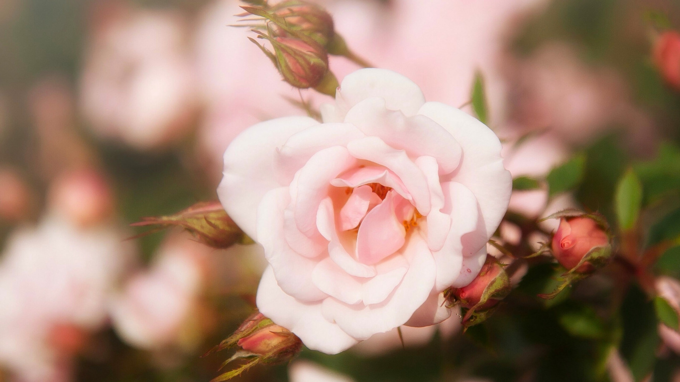 Pink Rose in Bloom During Daytime. Wallpaper in 1366x768 Resolution