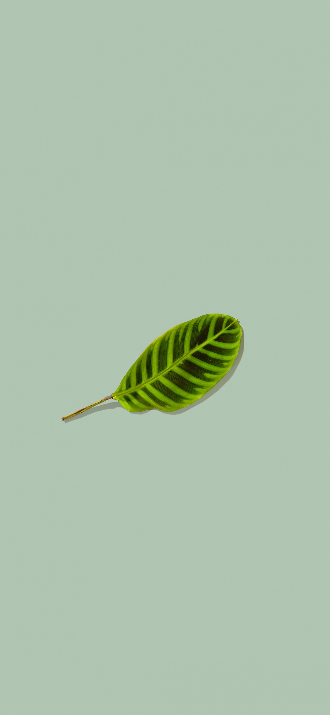 Green Leaf on White Background. Wallpaper in 1125x2436 Resolution