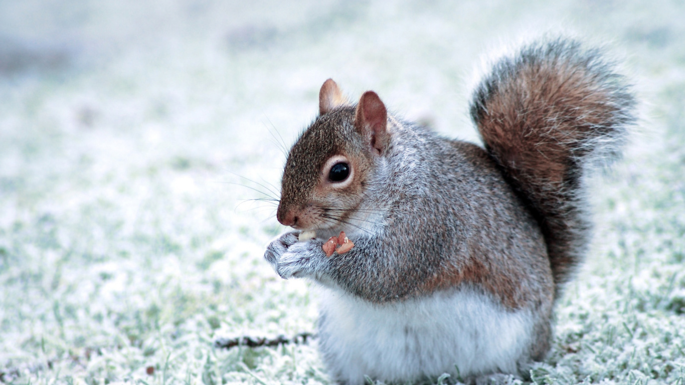 Brown and White Squirrel on Snow Covered Ground During Daytime. Wallpaper in 1366x768 Resolution