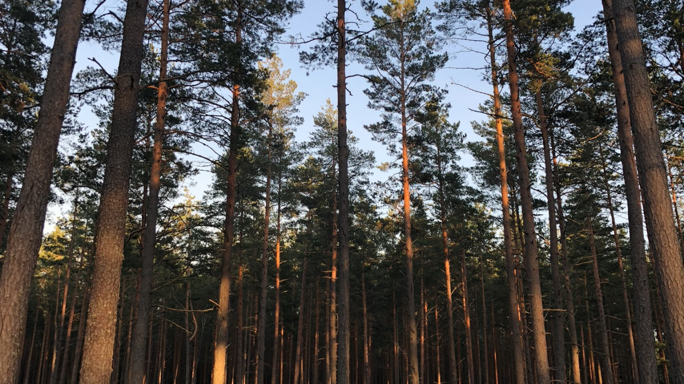 Les Forêts de Conifères Tempérées, Nature, Environnement Naturel, Paysage Naturel, Plantes Ligneuses. Wallpaper in 1366x768 Resolution