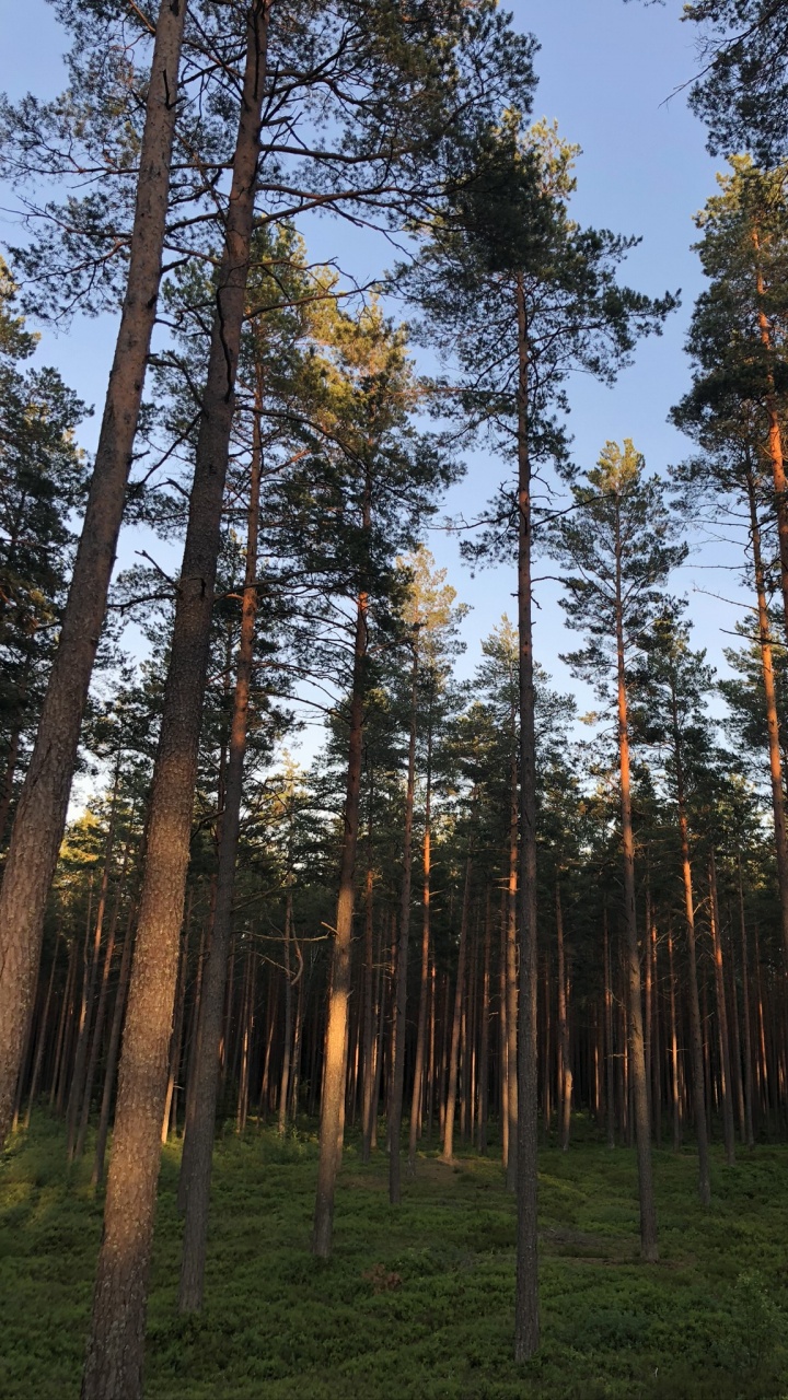 Templado de Coníferas Bosque, Naturaleza, Entorno Natural, Paisaje Natural, Planta Leñosa. Wallpaper in 720x1280 Resolution