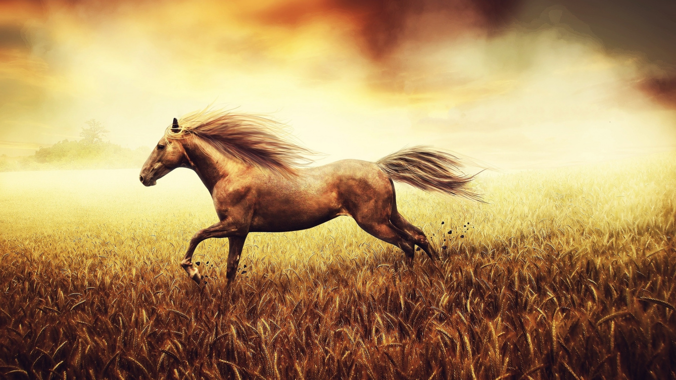 Caballo Marrón en Campo de Hierba Marrón. Wallpaper in 1366x768 Resolution