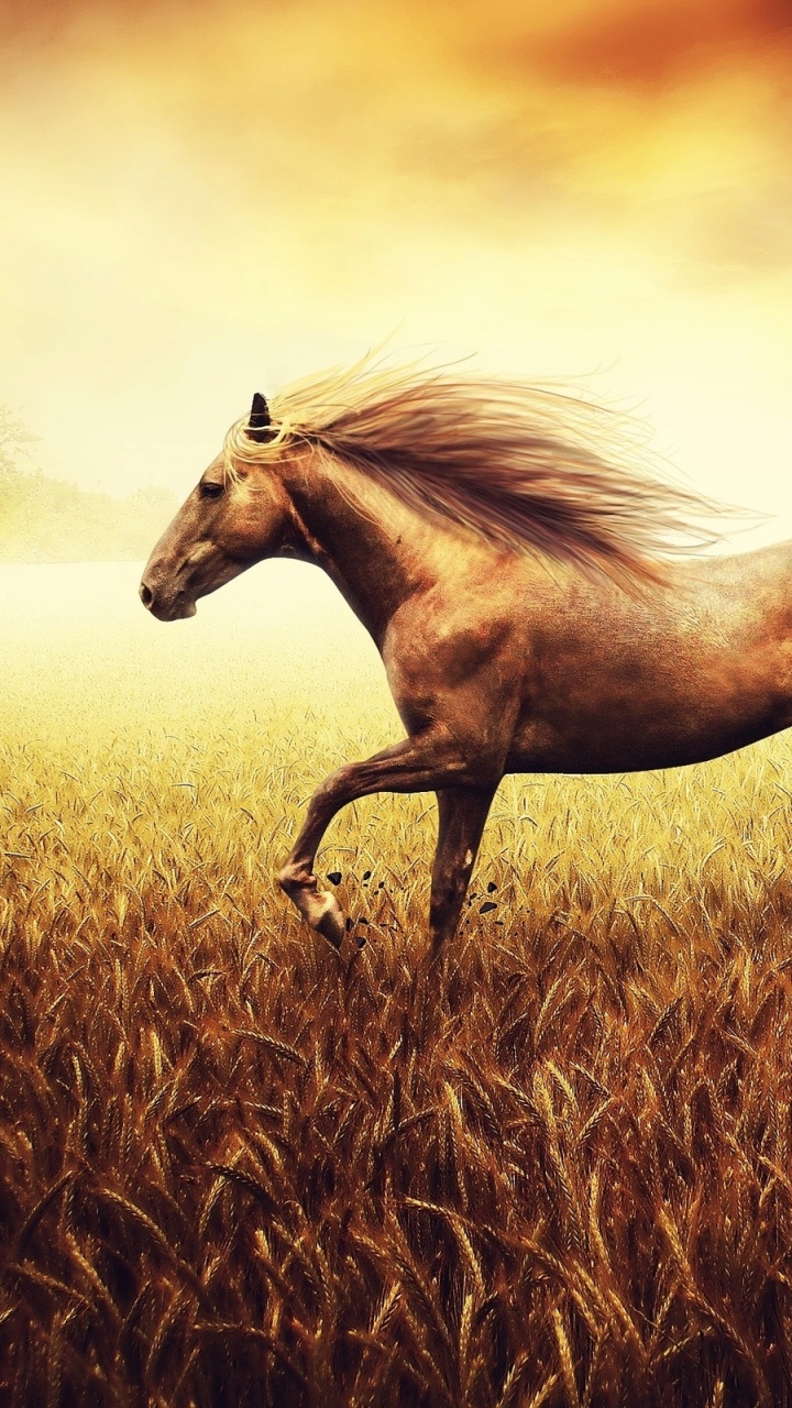 Caballo Marrón en Campo de Hierba Marrón. Wallpaper in 720x1280 Resolution