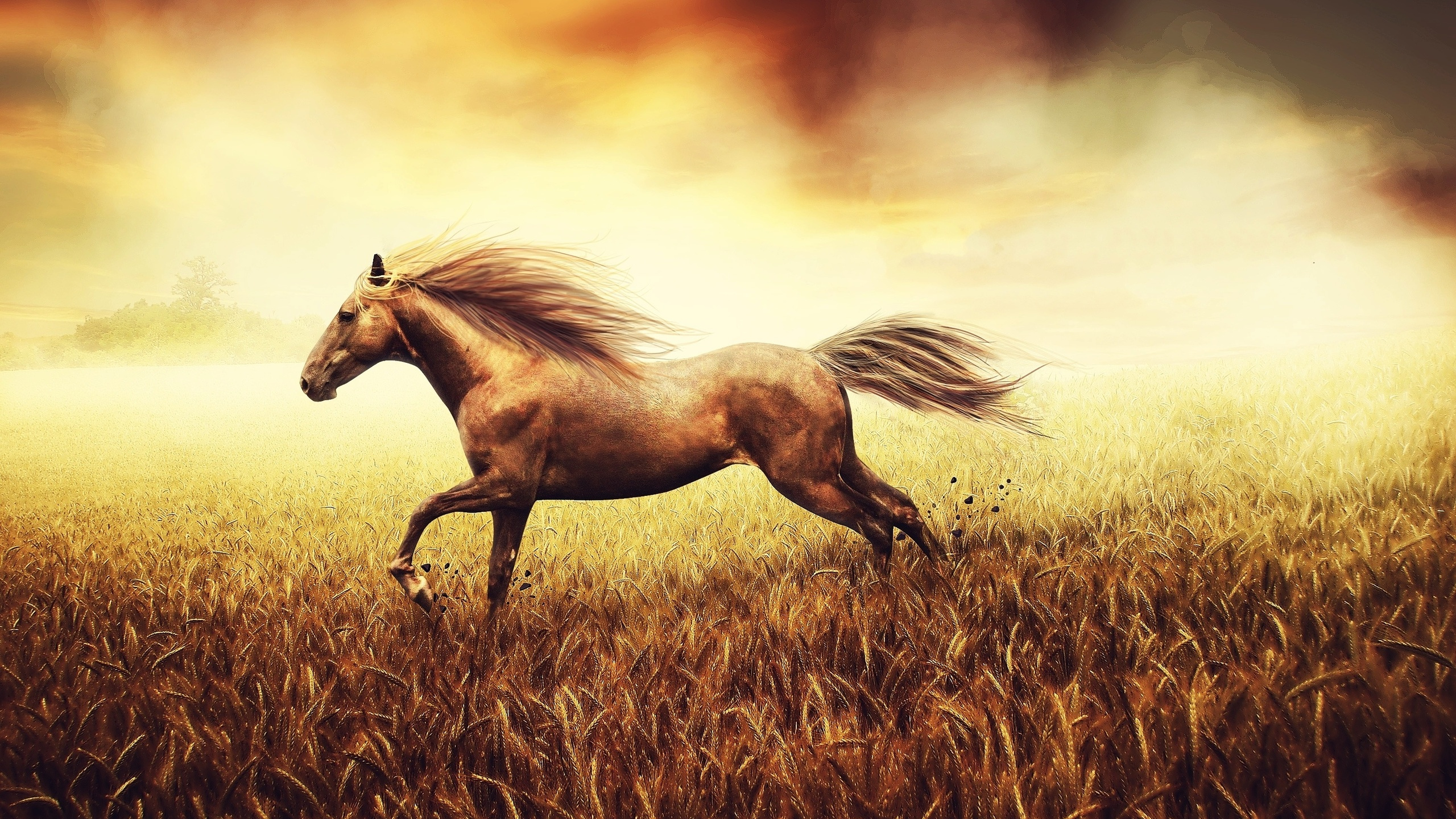 Braunes Pferd Auf Brauner Wiese Grass. Wallpaper in 2560x1440 Resolution