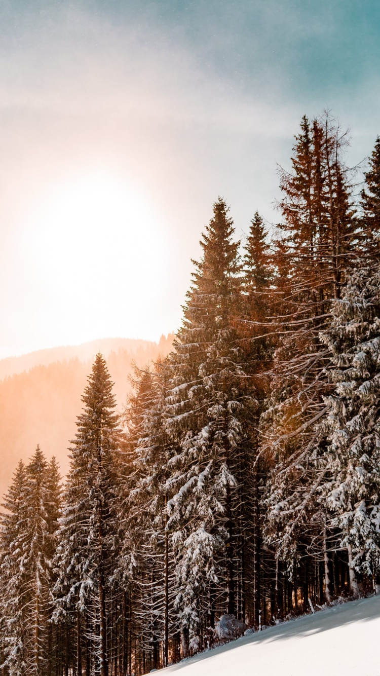 Cloud, Blatt, Naturlandschaft, Branch, Holz. Wallpaper in 750x1334 Resolution