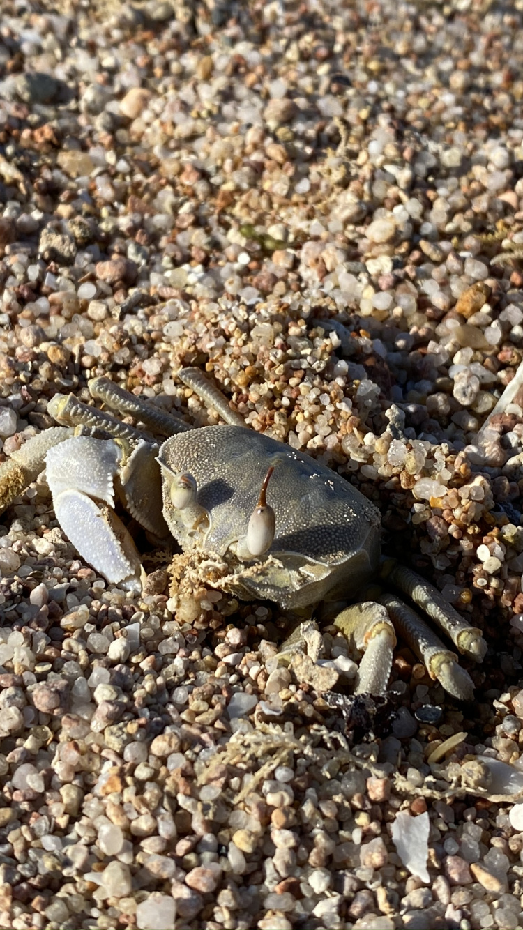 Cangrejo de Agua Dulce, Cangrejo Violinista, Cangrejo, Cangrejo Dungeness, Crustáceo. Wallpaper in 750x1334 Resolution